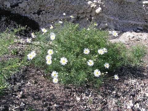 argyranthemum en Chile Foto 5